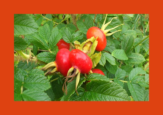 Rosehips - plump and juicy
